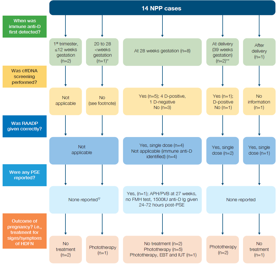 Flowchart summarising 14 NPP cases in which immune anti-D was identified during or after pregnancy. Cases are grouped by timing of first detection: first trimester (≤12 weeks' gestation, n=2), 20 to 28 weeks' gestation (n=1), 28 weeks' gestation (n=8), at delivery (39 weeks' gestation, n=2) and after delivery (n=1).
The chart records whether cell-free fetal DNA (cffDNA) screening was performed, whether routine antenatal anti-D prophylaxis (RAADP) was administered correctly, whether any patient safety events (PSEs) were reported, and the pregnancy outcome. cffDNA screening was performed in five of the eight women first identified at 28 weeks' gestation (four D-positive and one D-negative result) and in one of the two women identified at delivery (D-positive result). Screening was not performed, not applicable or unavailable in the remaining cases.
RAADP was given correctly in most cases where it was applicable, including four women identified at 28 weeks' gestation and all women identified at or after delivery. In four women identified at 28 weeks, RAADP was not applicable because immune anti-D had already been identified.
Most cases had no reported PSEs. One PSE was reported in a woman identified at 28 weeks' gestation: antepartum haemorrhage/per vaginal bleeding at 27 weeks, no fetomaternal haemorrhage (FMH) test performed, and 1500 IU anti-D immunoglobulin administered 24–72 hours after the event.
Pregnancy outcomes were generally favourable. Women identified in the first trimester required no treatment (n=2). The woman identified between 20 and 28 weeks required phototherapy (n=1). Among women identified at 28 weeks, outcomes were no treatment (n=2), phototherapy (n=5), and phototherapy with exchange blood transfusion (EBT) and intrauterine transfusion (IUT) (n=1). Women identified at delivery required phototherapy (n=2), while the case identified after delivery required no treatment (n=1).